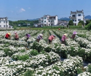 安徽休宁：徽州贡菊采摘忙