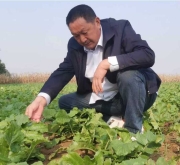 郭自强：郏县坡河萝卜，国家地理标志背后的匠心传奇