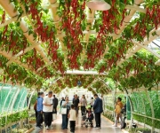 第二十七届中国（寿光）国际蔬菜科技博览会开幕