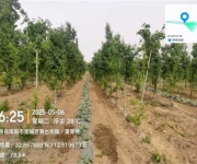 南阳市宛城区：大力开展国储林项目林下经济，促进林业产业发展