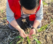 河南省科技特派员解金辉赴杞县开展谷子田间管理技术指导