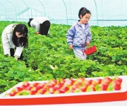 大棚里的“莓”好生活