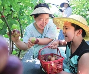 尉氏无花果丰收 采摘游助民增收