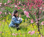 湖北屈家岭：“一朵桃花”成为激活乡村振兴“金钥匙”