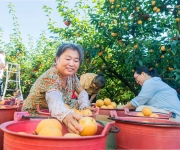 江西永新：翠冠梨迎来丰收季