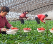 设施农业积极供应寒冬消费市场