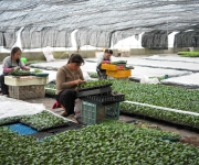 冬季大棚蔬菜种苗嫁接忙