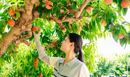 河南内黄：万亩桃林迎丰收