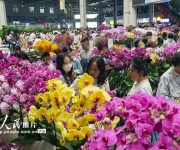 斗南花市鲜花俏销