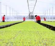 小辣椒撬动亿元产业链