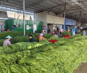 瓜果菜出岛 销售热火朝天