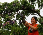 脆红李成熟