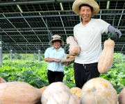 安徽阜阳：种植基地采摘南瓜