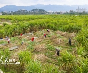 广西蒙山：采收甘蔗