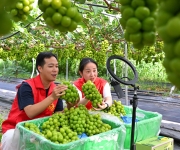 直播带货 助农增收
