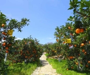 重庆奉节：三峡四月橙飘香