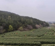 桐柏县程湾镇：茶香漫山野 产业绽新颜