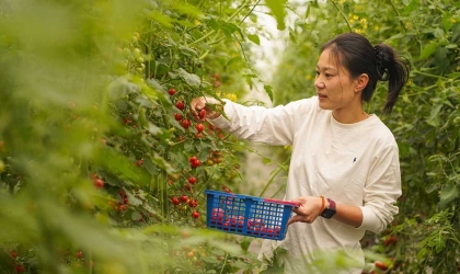 浙江宁波：小番茄绘就兴农大产业