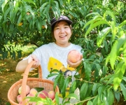 洛阳老城区：小桃果做成富民大产业
