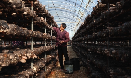 湖北枣阳：香菇产业富乡村