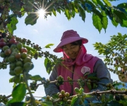 云南保山：咖啡进入收获季