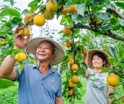 江苏南京：新农人深耕生态梨园结硕果