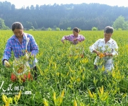 四川阆中：黄花绽放致富路