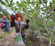 油茶果飘香采收忙