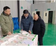 石磨转香承古韵 匠心赋能乡村兴 乡村振兴科技网一行考察河南碧野面粉科创转型实践成果