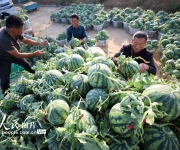 山东郯城：西瓜丰收