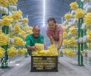 湖南道县：小菌菇 大产业