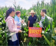 郏县科技赋能玉米产业助农增收
