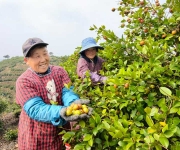 河南商城：一树油茶结金果 层层秋实富山乡
