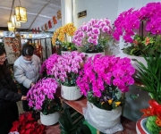 年宵花卉迎新年