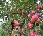 山西左权：苹果丰收 果农致富