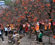 柿子催“红”乡村游