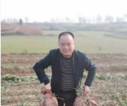 三百年薯香续传奇：从宫廷贡品到乡村振兴金饽饽