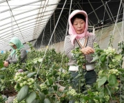 特色果蔬种植促农增收