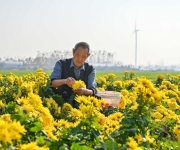 安徽亳州：金丝黄菊采收忙