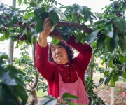 山东沂源：大棚樱桃采摘忙