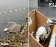 唐河国家湿地公园成功救助国家二级保护动物白鹭