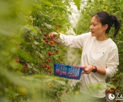浙江宁波：小番茄绘就兴农大产业