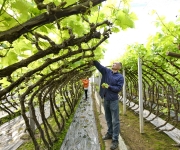 发展设施农业 助力乡村振兴