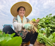 河北正定：鲜食种植绘就产业振兴丰收景