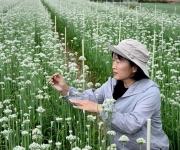 河南济源：蔬菜制种产业富民