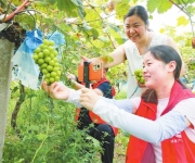 化身销售“主播” 助力农户增收