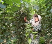河南唐河：桑果飘香引客来