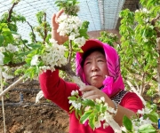 大棚樱桃花开果农忙