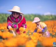 万寿菊花开成海 乡村致富“走花路”