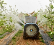 山西大宁：苹果授粉忙 产业助增收